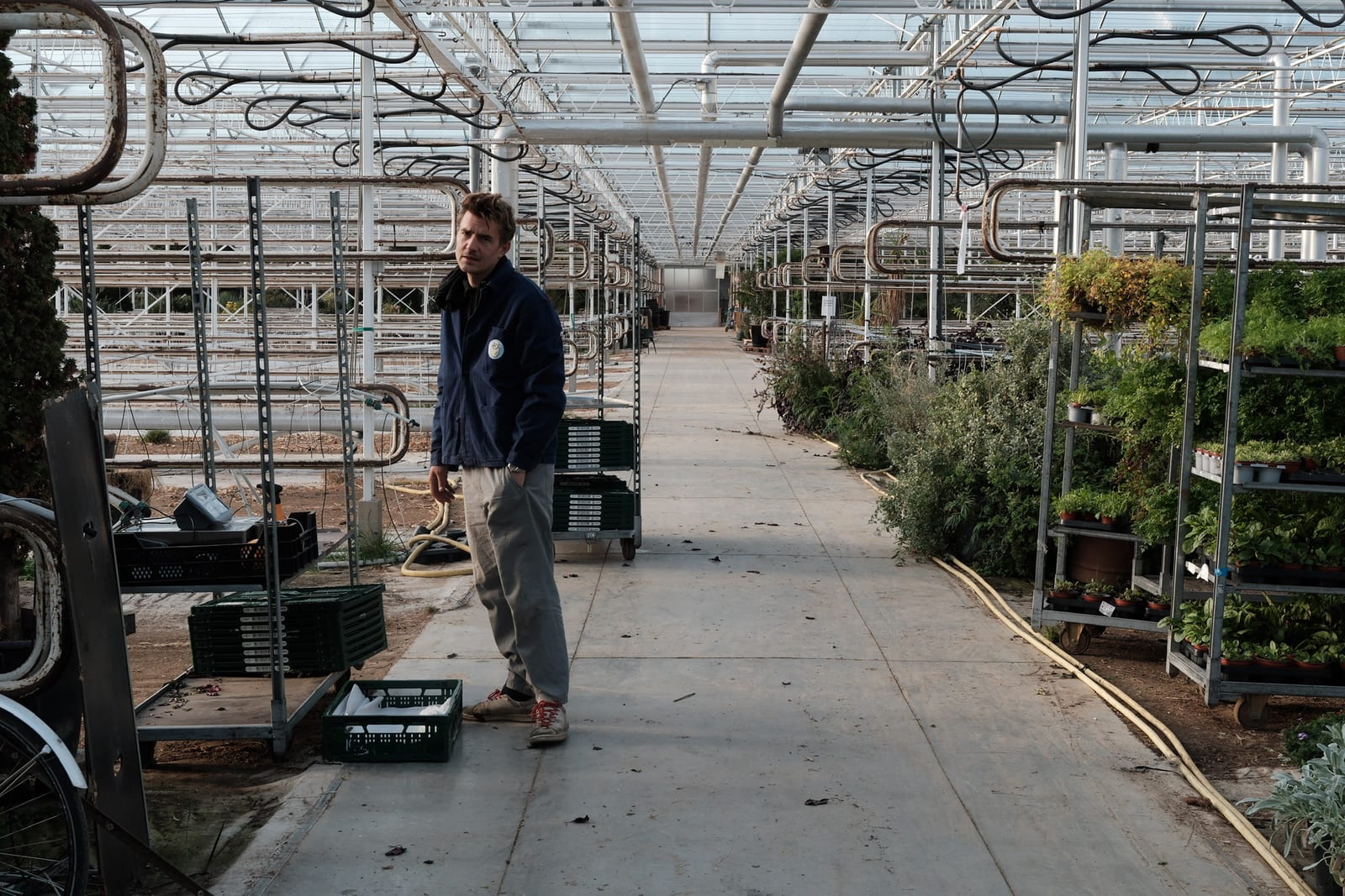 Herbs growing in greenhouse rows